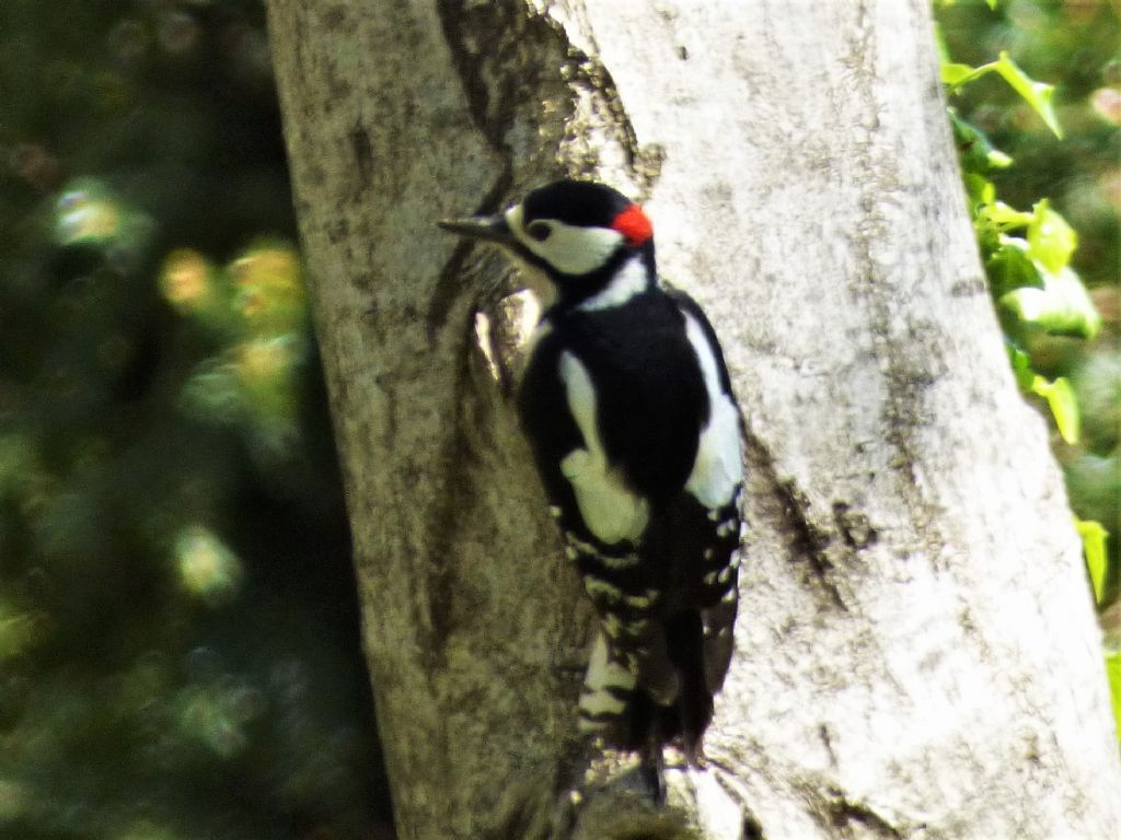 Picchio rosso maggiore (Dendrocopos major)